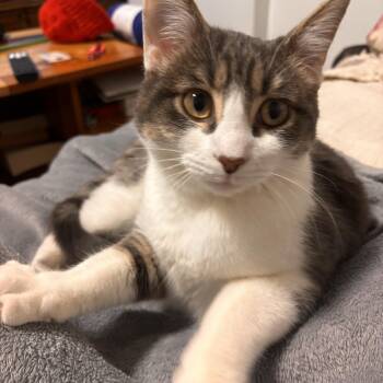 Domestic Short Hair Cats Available for Adoption - Georgie *MUST BE ADOPTED AS A BUDDY CAT* | PetCurious