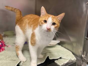 MONTY -  Domestic Short Hair Cat for Adoption in Fort Wayne, Indiana - MONTY | PetCurious