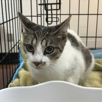 Babylon -  Domestic Short Hair Cat for Adoption in Gadsden, Alabama - Babylon | PetCurious