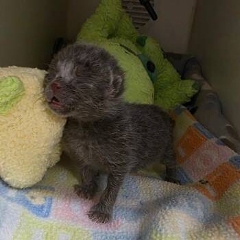 Domestic Short Hair Cats Available for Adoption in Phoenix, Arizona - Maynard | PetCurious