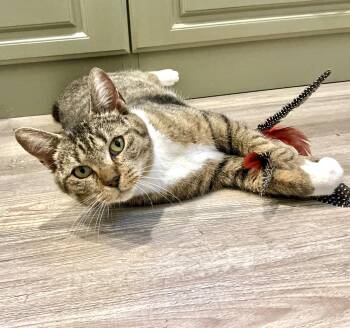 Tabby and Domestic Short Hair Cats Available for Adoption in Vaughan, Ontario - Daisy May | PetCurious