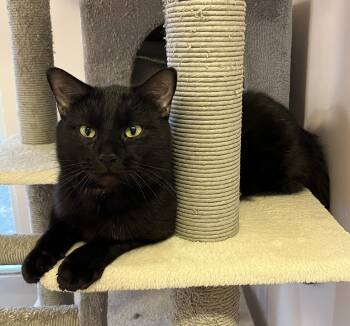Domestic Short Hair Cats Available for Adoption - CARBONE (CR/SC) | PetCurious