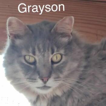 Grayson Coop -  Domestic Medium Hair Cat for Adoption in Tipp City, Ohio - Grayson Coop | PetCurious