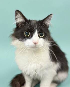 Sylvester -  Domestic Medium Hair and Domestic Short Hair Cat for Adoption in Bowling Green, Kentucky - Sylvester | PetCurious