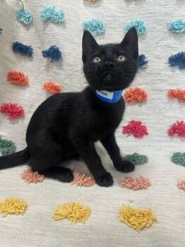 Firework -  Domestic Short Hair Cat for Adoption in Denham Springs, Louisiana - Firework | PetCurious