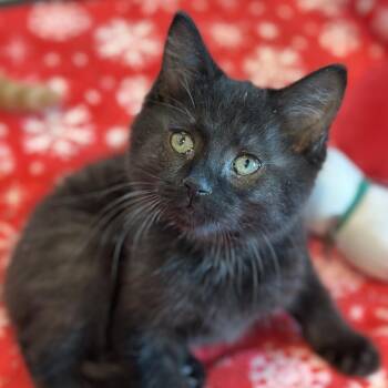 Domestic Short Hair Cats Available for Adoption in Matteson, Illinois - Green Tea | PetCurious