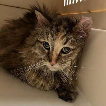 Tonya -  Domestic Long Hair Cat for Adoption in Dekalb, Illinois - Tonya | PetCurious
