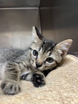 Rescue Domestic Medium Hair Cats for Adoption in Hilton Head Island, South Carolina - Tron | PetCurious