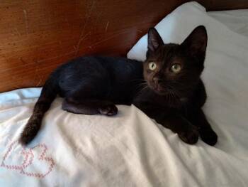 MOREL -  Domestic Short Hair Cat for Adoption in Louisville, Kentucky - MOREL | PetCurious