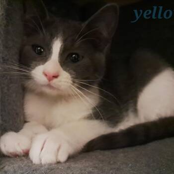 Scurry C11425 -  Domestic Short Hair Cat for Adoption - Scurry C11425 | PetCurious