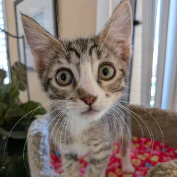 Curry -  Domestic Short Hair Cat for Adoption in San Tan Valley, Arizona - Curry | PetCurious