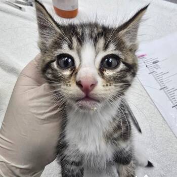 Nemo -  Domestic Short Hair Cat for Adoption in Fort Bragg, California - Nemo | PetCurious