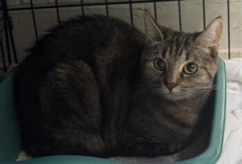 Pearl -  Domestic Short Hair Cat for Adoption in Saint Clairsville, Ohio - Pearl | PetCurious