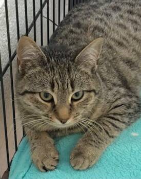 Rescue Domestic Short Hair Cats for Adoption in Elizabethton, Tennessee - JAMIE | PetCurious