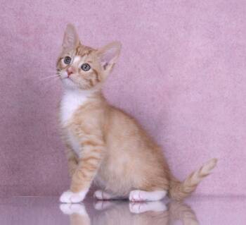 Maple -  Domestic Short Hair and Tabby Cat for Adoption in Tuscaloosa, Alabama - Maple | PetCurious