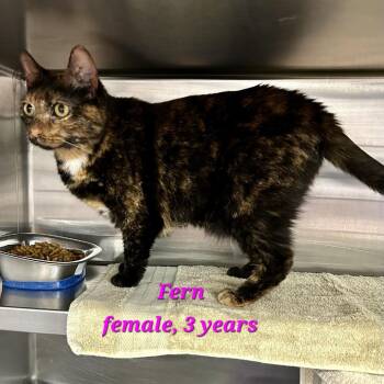 Fern -  Domestic Short Hair Cat for Adoption in Buffalo, New York - Fern | PetCurious