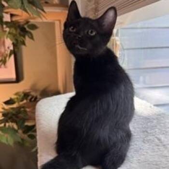 Grandpa -  Domestic Short Hair Cat for Adoption in Southern Pines, North Carolina - Grandpa | PetCurious