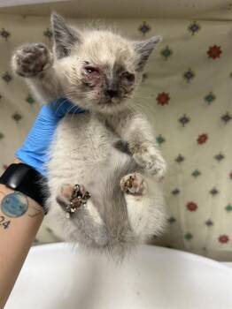 SNOWBALL -  Domestic Short Hair Cat for Adoption in Riverside, California - SNOWBALL | PetCurious