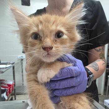 Stark -  Domestic Short Hair Cat for Adoption in Clanton, Alabama - Stark | PetCurious