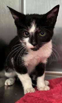 Wind -  Domestic Short Hair Cat for Adoption in New Albany, Indiana - Wind | PetCurious