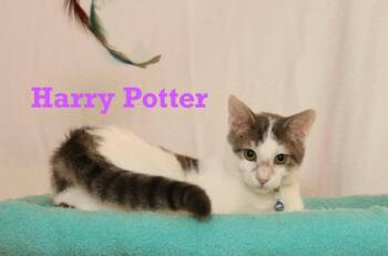 Rescue Tabby Cats for Adoption - Harry Potter | PetCurious