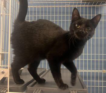 Bombay and Domestic Short Hair Cats Available for Adoption - Fawna | PetCurious