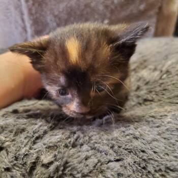 Espurr -  Domestic Short Hair Cat for Adoption in Normal, Illinois - Espurr | PetCurious