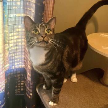 TAVEN bonded with ZAZZY -  Domestic Short Hair Cat Available for Adoption in Delhi, Ontario - TAVEN Bonded With ZAZZY | PetCurious
