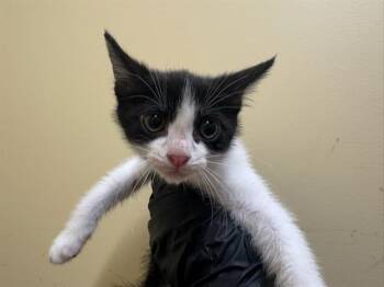 WEEZER -  Domestic Short Hair Cat for Adoption in Tustin, California - WEEZER | PetCurious