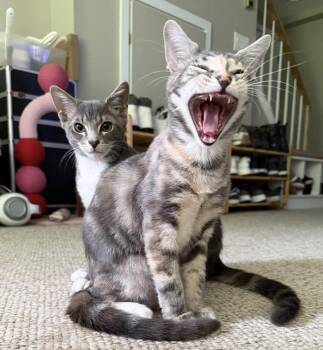 Rumours: Dreams -  Tabby and Calico Cat for Adoption - Rumours: Dreams | PetCurious
