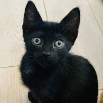 Patsy -  Domestic Short Hair Cat for Adoption in Riverside, California - Patsy | PetCurious