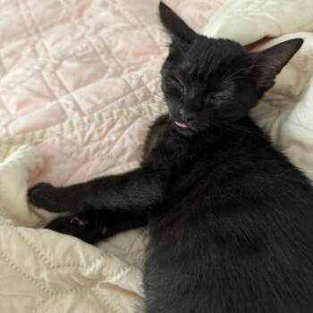 Gypsophila 24 -  Domestic Short Hair Cat for Adoption in Austin, Texas - Gypsophila 24 | PetCurious