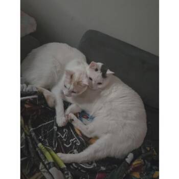 Domestic Short Hair Cats Available for Adoption - Eggnog | PetCurious