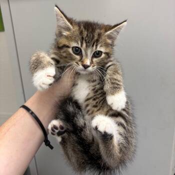 Catsup -  Domestic Short Hair Cat for Adoption in Columbiana, Alabama - Catsup | PetCurious