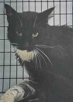 Rescue Domestic Long Hair Cats for Adoption in Fort Madison, Iowa - Agni | PetCurious