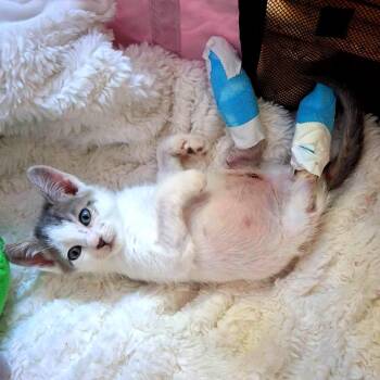 Tiny Tim -  Domestic Short Hair Cat for Adoption in East Hampton, New York - Tiny Tim | PetCurious