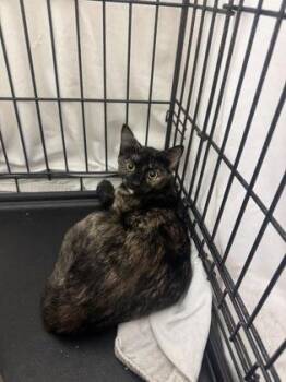Lolly -  Domestic Short Hair Cat for Adoption in Vero Beach, Florida - Lolly | PetCurious