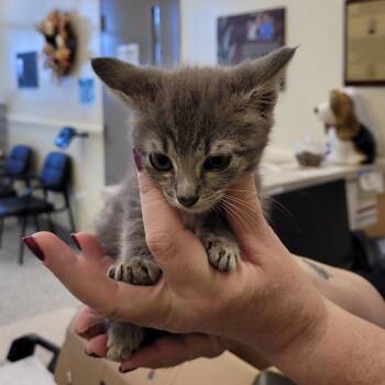 Lyrika -  Domestic Short Hair Cat for Adoption in Madisonville, Tennessee - Lyrika | PetCurious