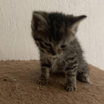 Chip Estep -  Domestic Short Hair Cat Available for Adoption in Woodstock, Virginia - Chip Estep | PetCurious