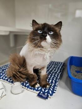 Siamese Cats Available for Adoption in Corpus Christi, Texas - Bear | PetCurious