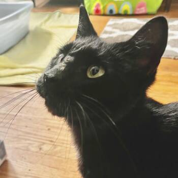 Cici -  Domestic Short Hair Cat for Adoption in Fairport, New York - Cici | PetCurious