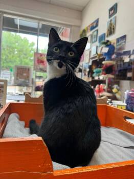 Domestic Short Hair Cats Available for Adoption in Tallahassee, Florida - Clarabelle @ Fat Cat Cafe | PetCurious