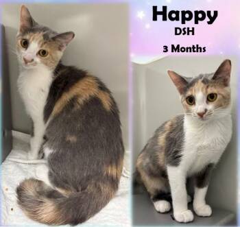 Rescue Domestic Short Hair Cats for Adoption in Franklin, Indiana - Happy | PetCurious