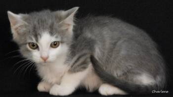 Flare -  Domestic Short Hair Cat for Adoption in Newland, North Carolina - Flare | PetCurious