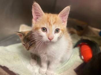 Rescue Domestic Short Hair Cats for Adoption in Fort Wayne, Indiana - BENJI | PetCurious