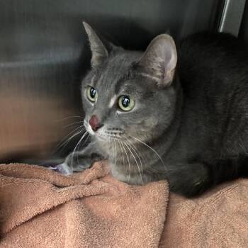 Rubi -  Domestic Short Hair Cat for Adoption in Oak Park, Illinois - Rubi | PetCurious