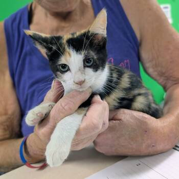 Polly Pocket -  Domestic Short Hair Cat for Adoption in Newburgh, Indiana - Polly Pocket | PetCurious