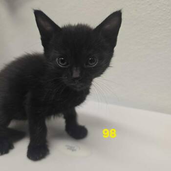 Bellini -  Domestic Short Hair Cat for Adoption in Los Angeles, California - Bellini | PetCurious