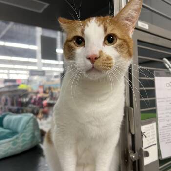 Domestic Short Hair Cats Available for Adoption - Simba | PetCurious