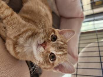 Rescue Domestic Short Hair Cats for Adoption in Cosby, Tennessee - Sweater Weather | PetCurious